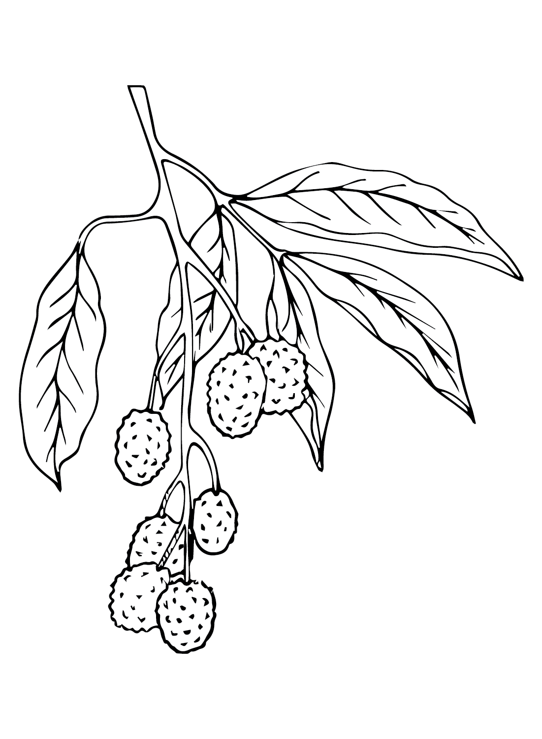 Lychee Branch Coloring Page