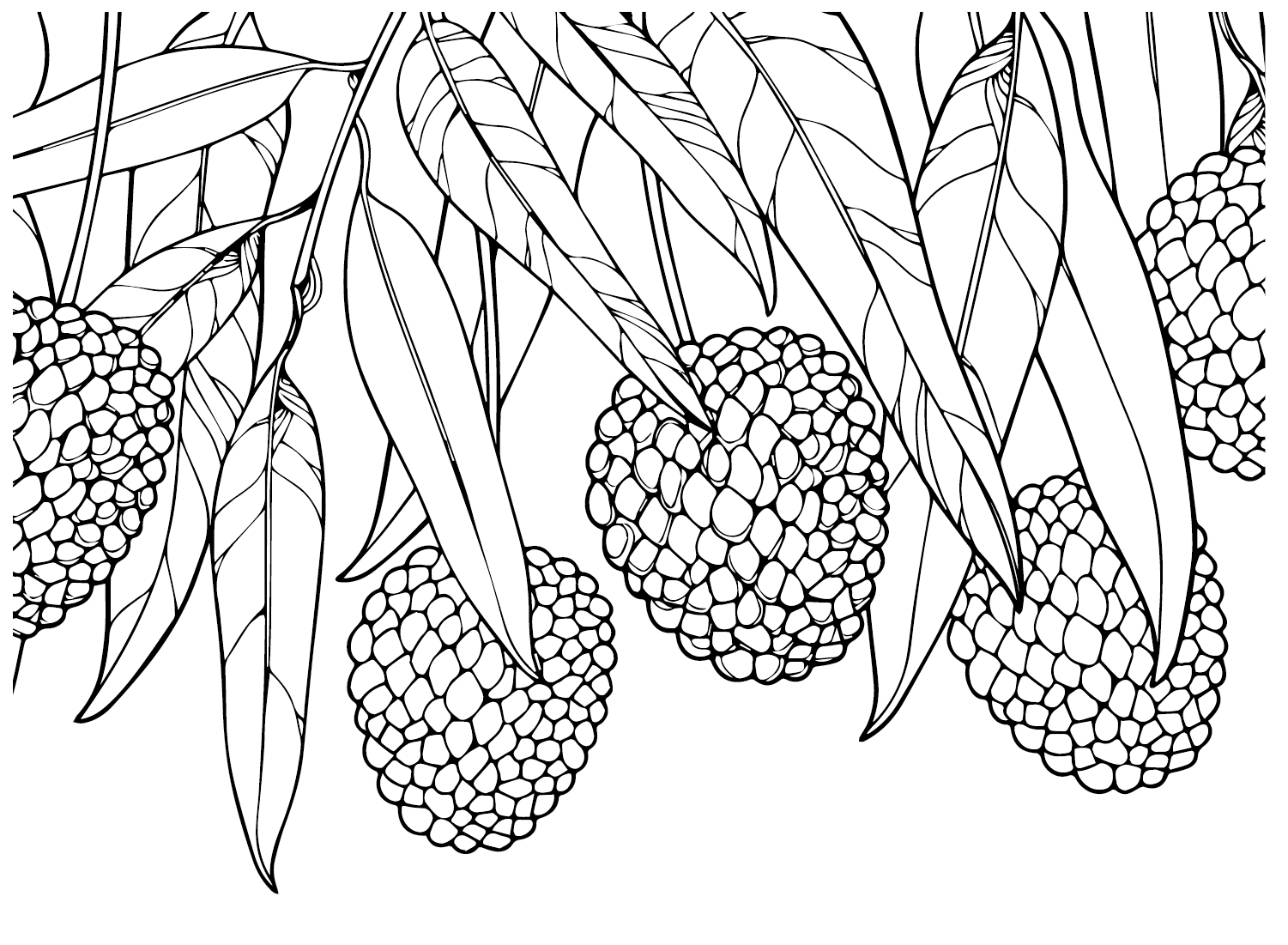 Lychee Pictures Coloring Page