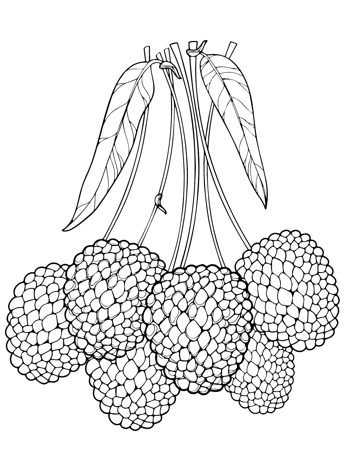 Lychee Printable Coloring Page
