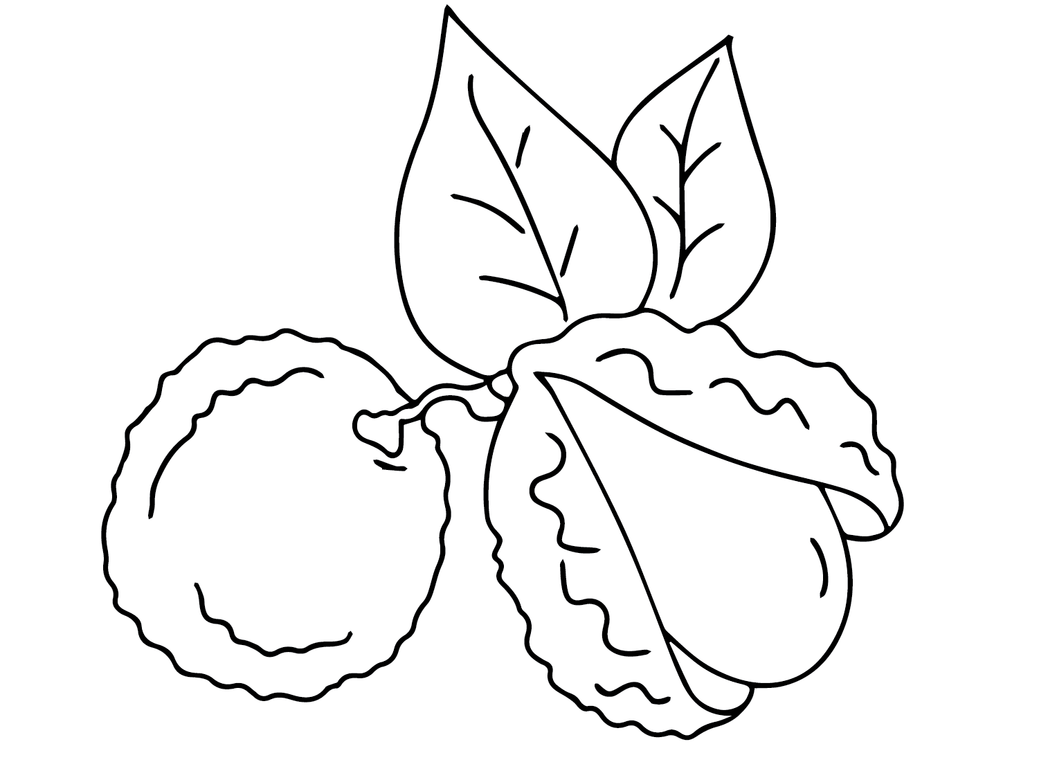 Lychee color Sheets Coloring Page