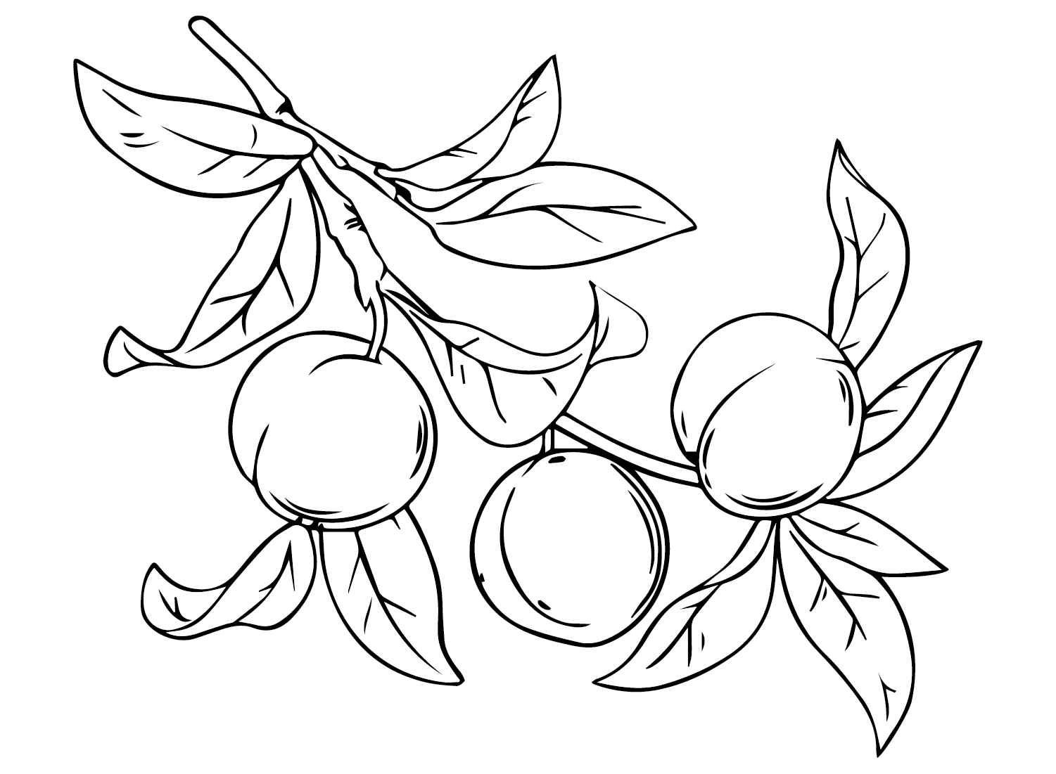Nectarine Branch Coloring Page
