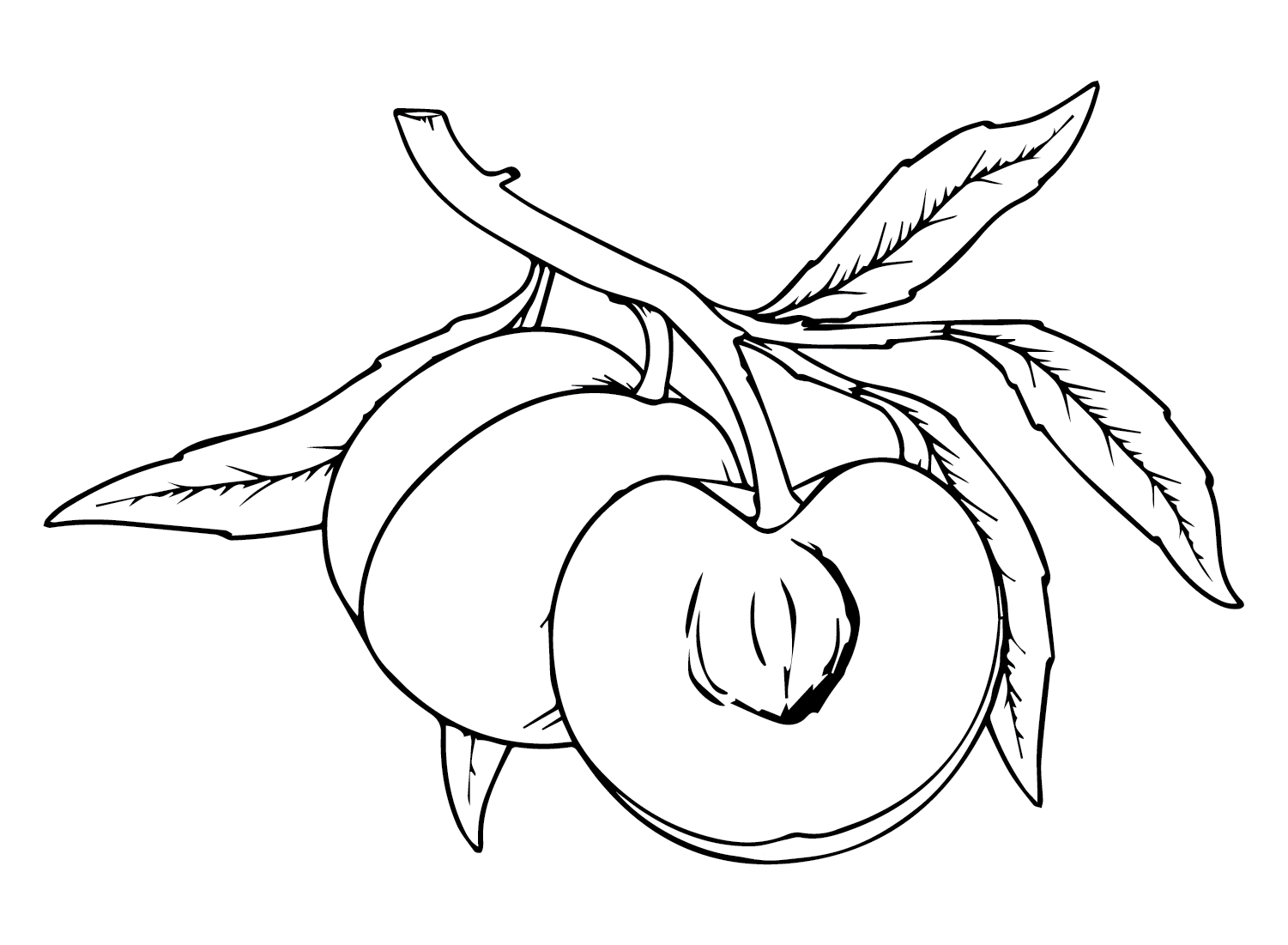 Nectarine Peach Coloring Page