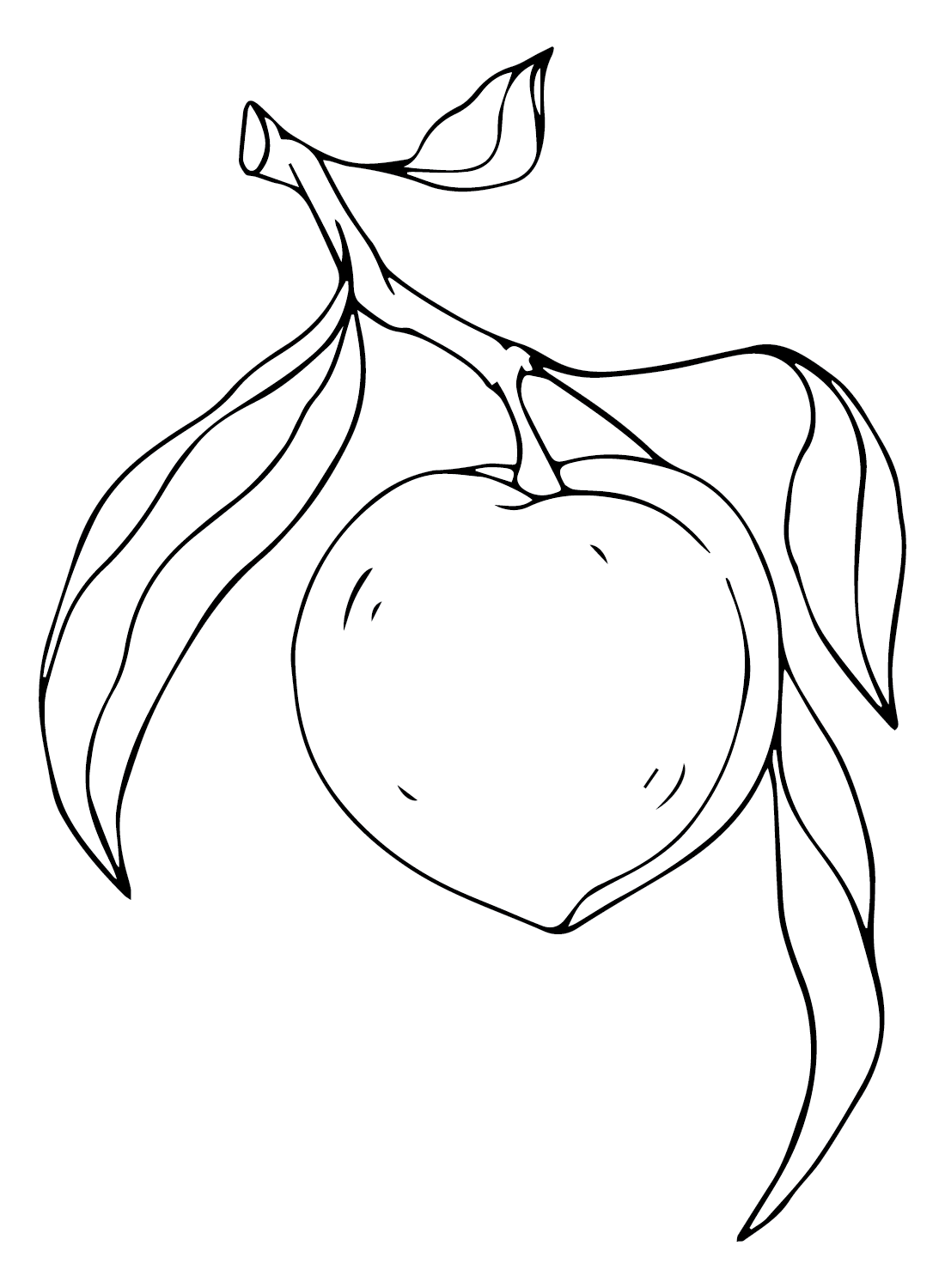 Nectarine Pictures Coloring Page