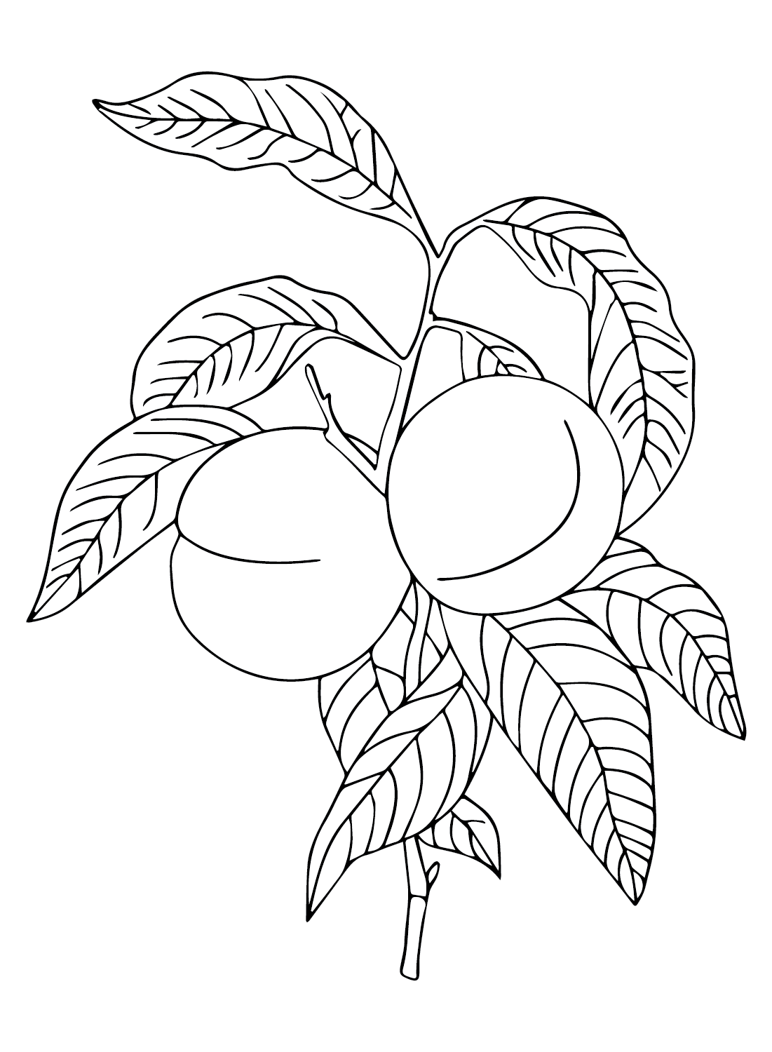 Nectarine color Sheets Coloring Page