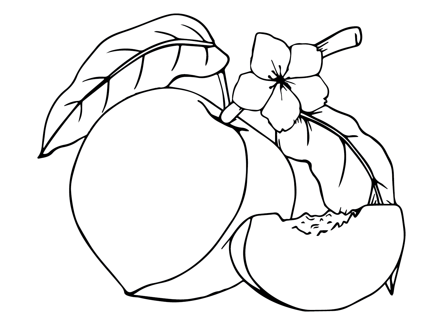Nectarines Nutrition Coloring Page