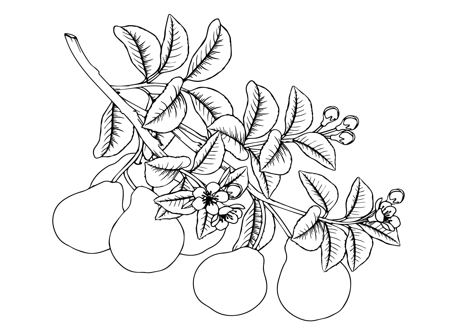 Pears Branch Coloring Page