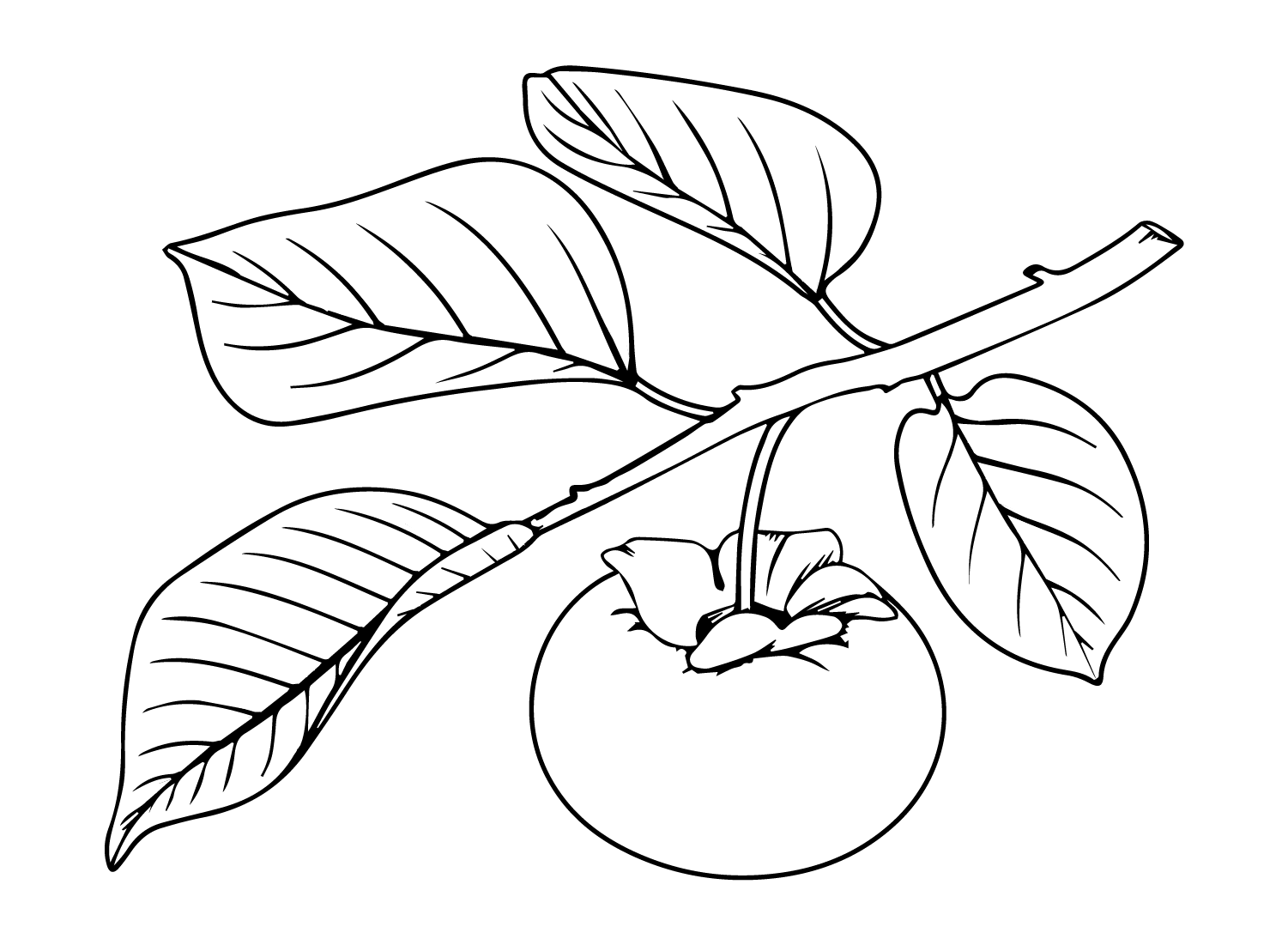 Desenho de caqui de caqui