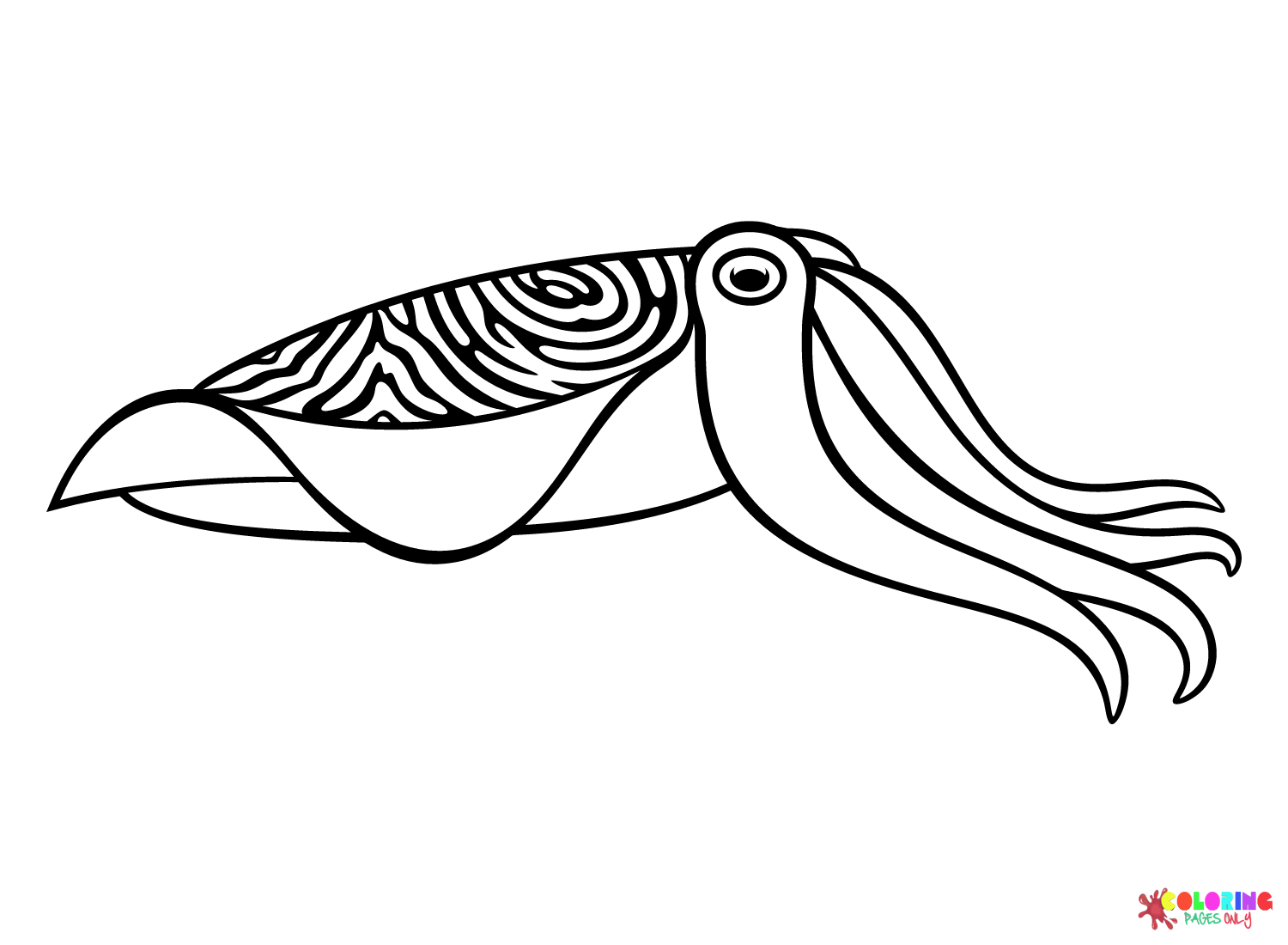 Pharaoh Cuttlefish Coloring Page
