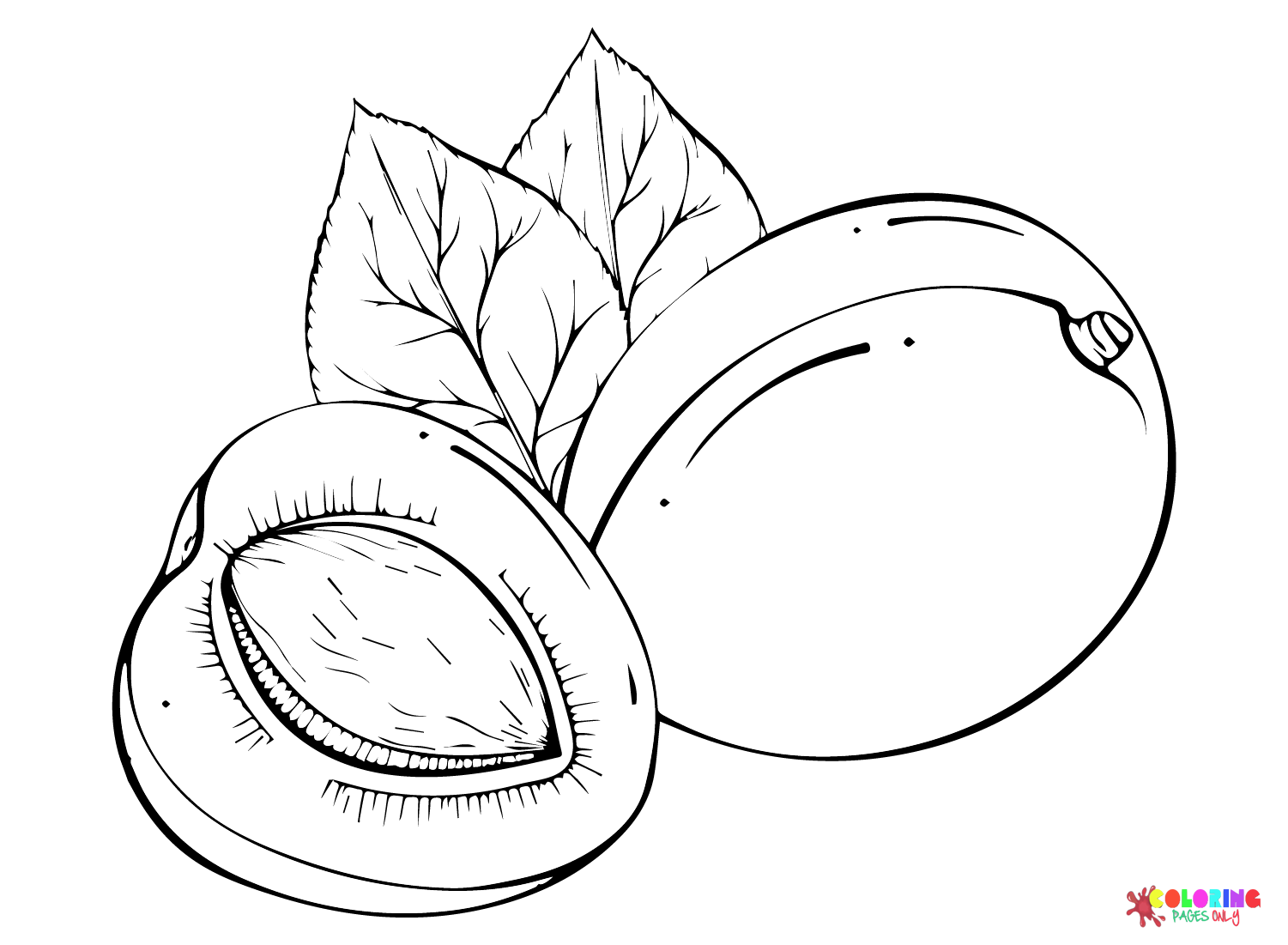 Imágenes de albaricoque Fruta de albaricoque