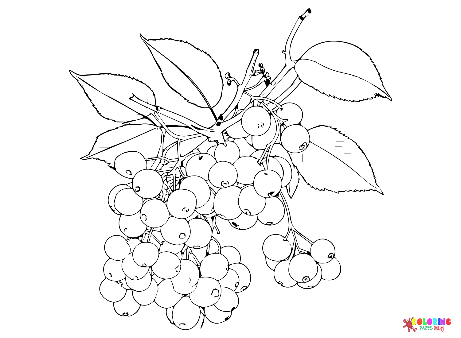 Pictures Blueberry Coloring Page
