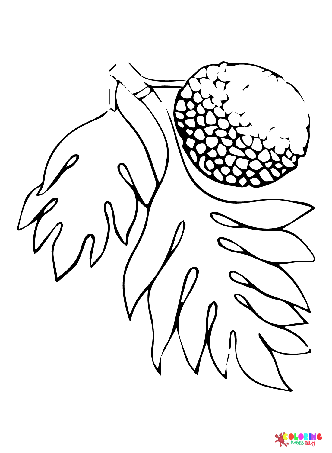 Pictures Breadfruit Coloring Page