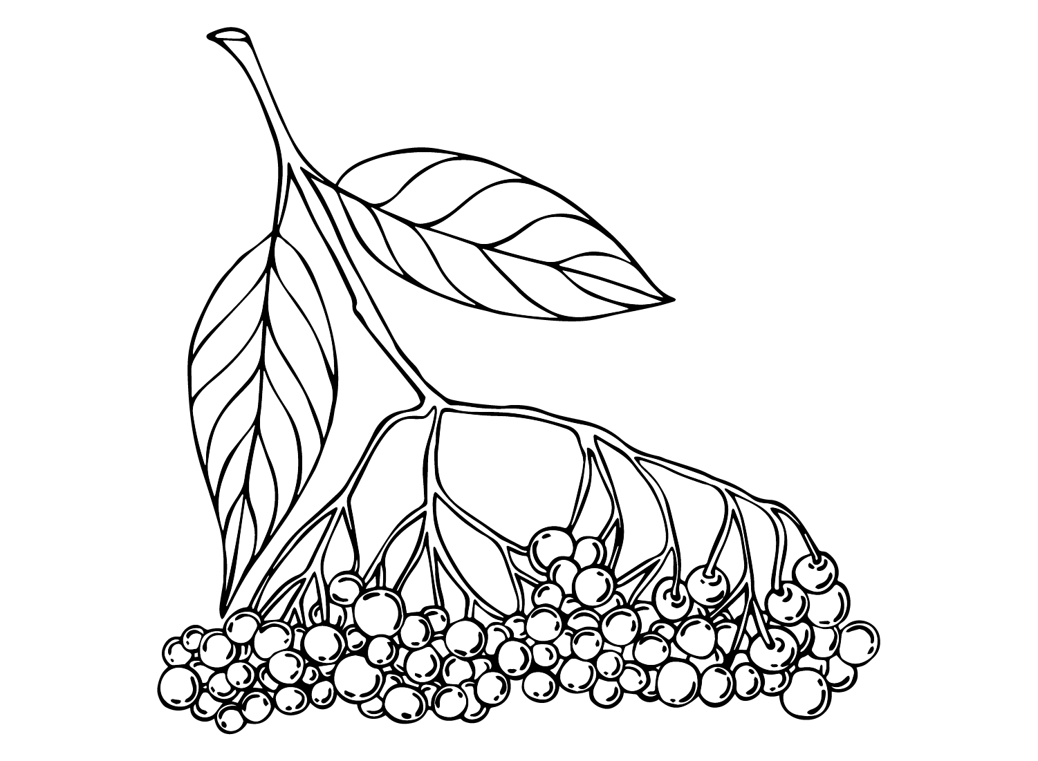 Pictures Elderberry Coloring Page