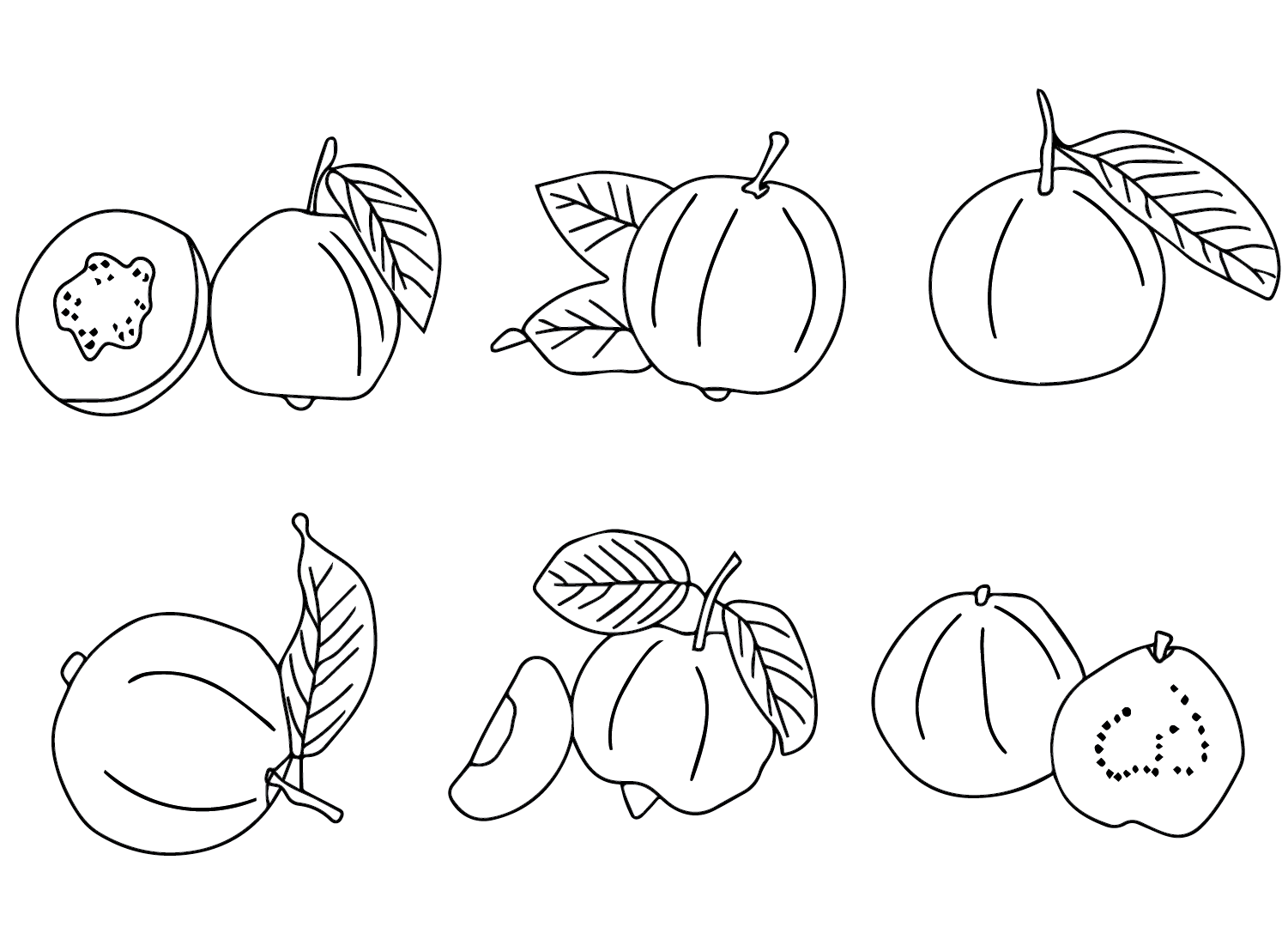 صور الجوافة من الجوافة