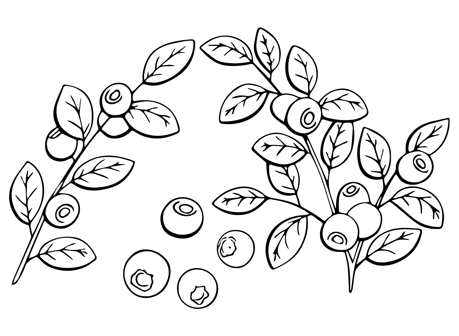 Pictures Huckleberry Coloring Page