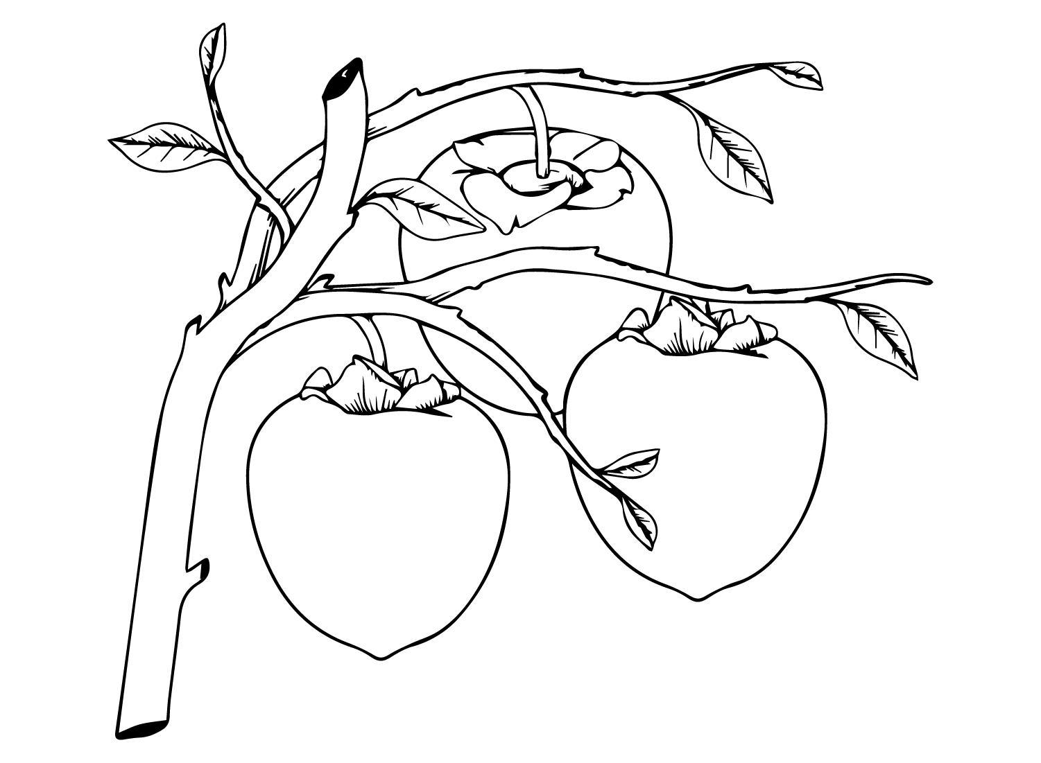 Pictures Persimmon Coloring Page