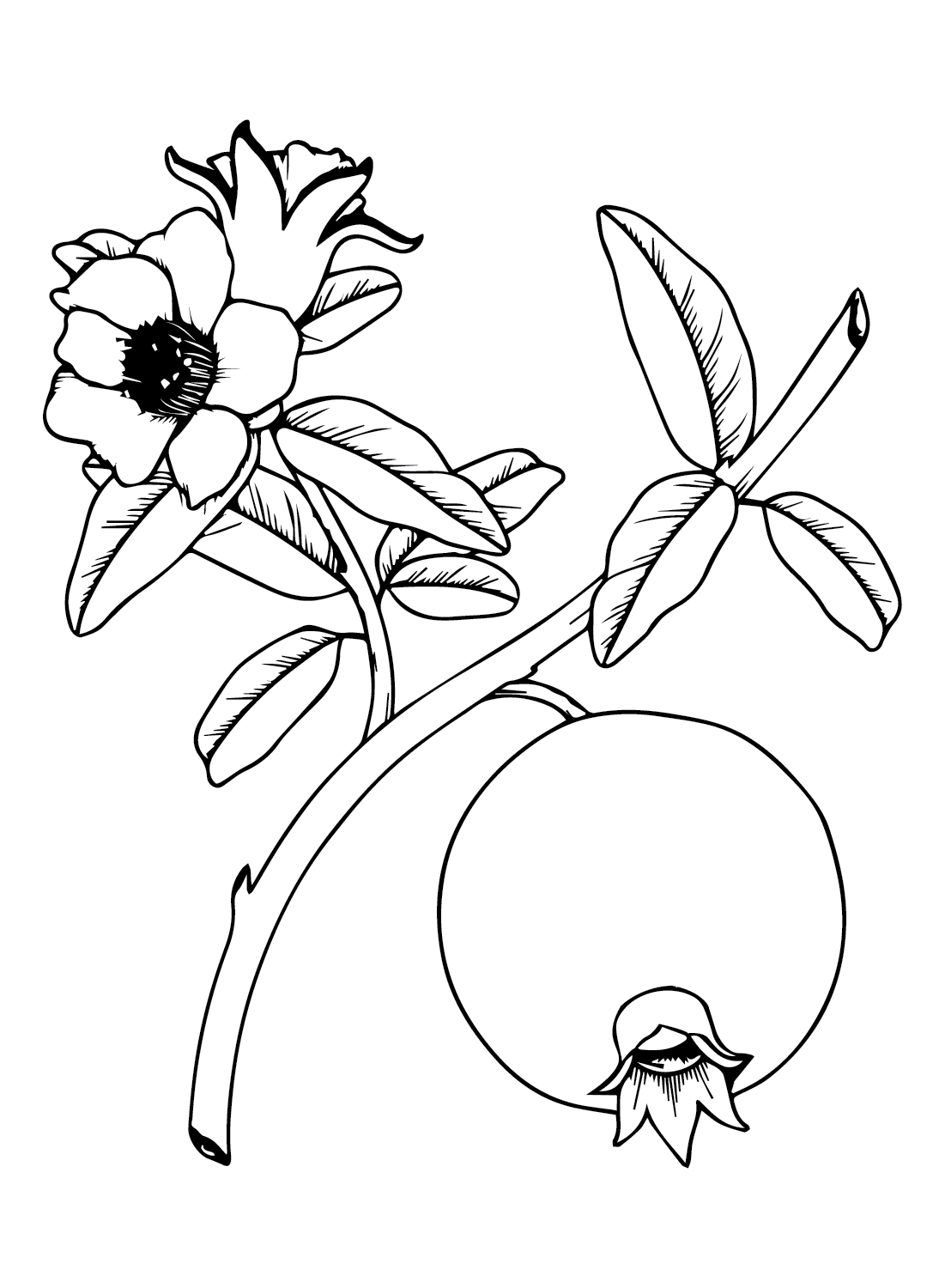 Pomegranate for Kids Coloring Page