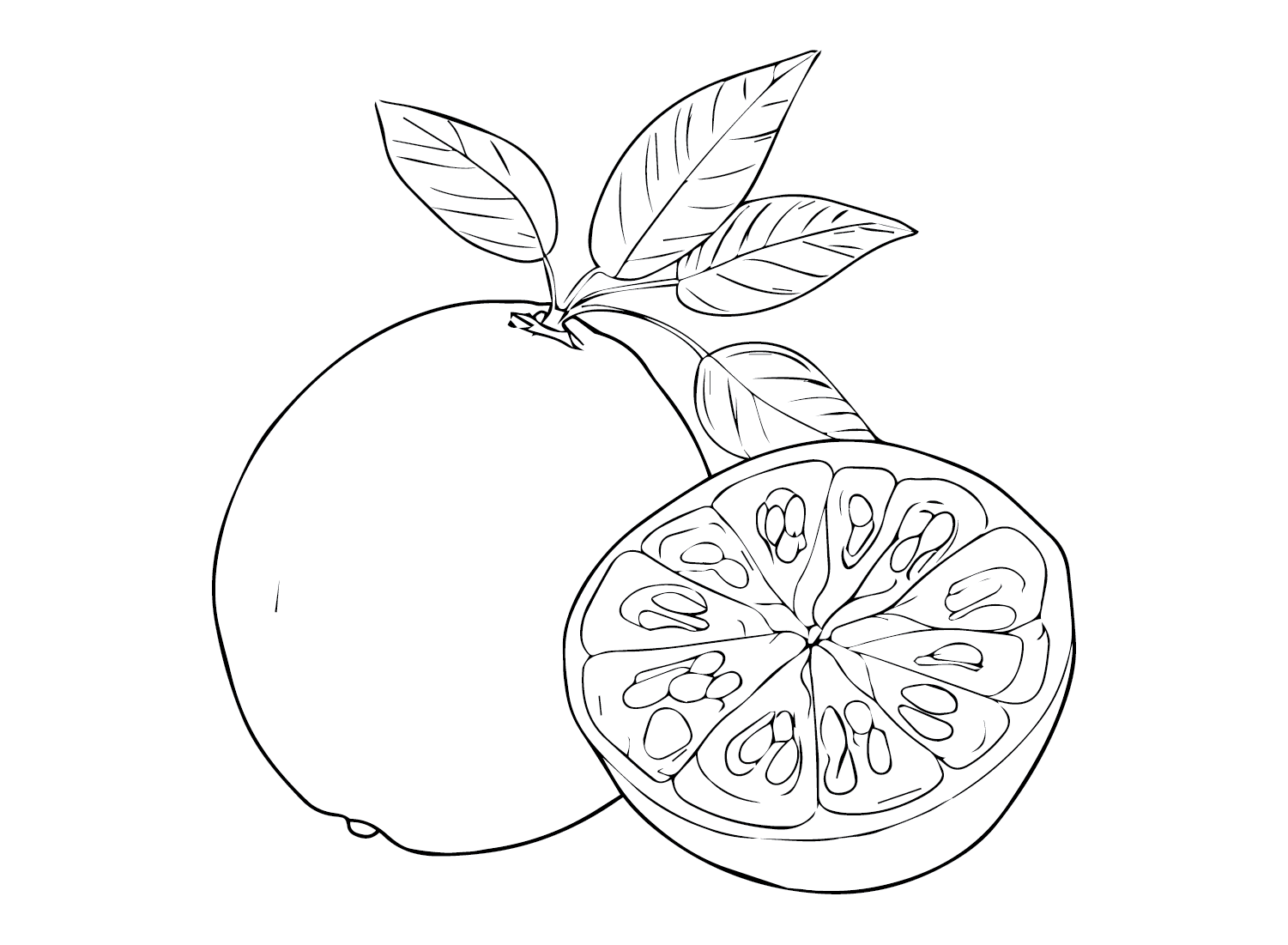 Pomelo Free Coloring Page