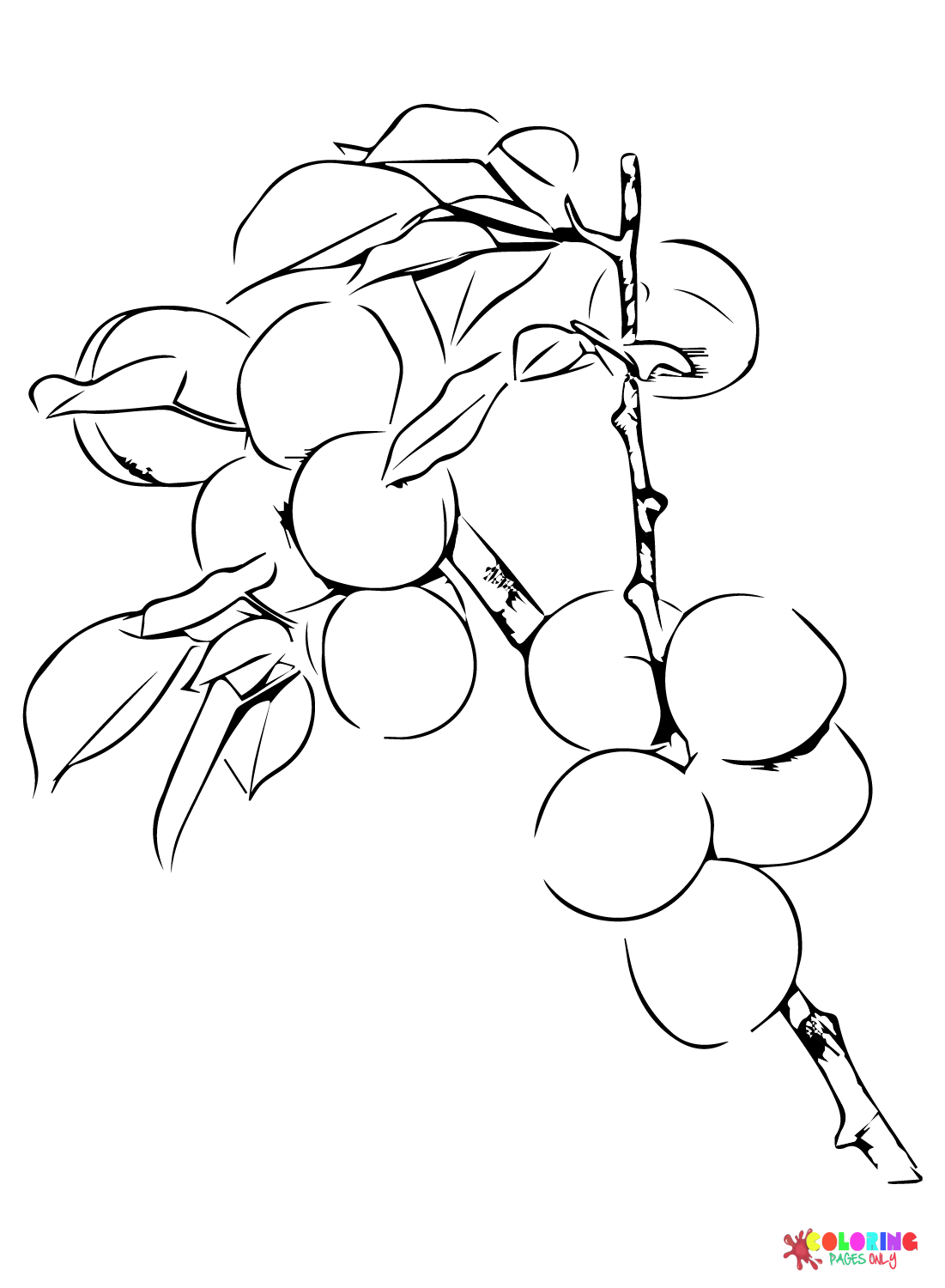 Print Apricot Coloring Page