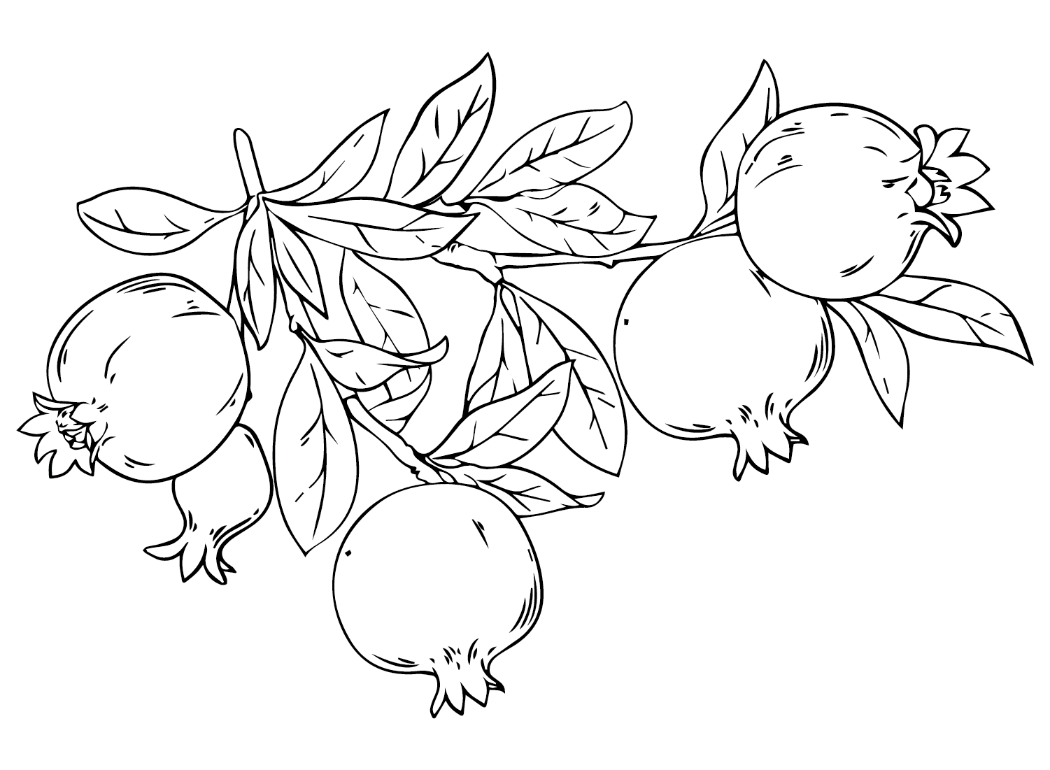Print Pomegranate Coloring Page