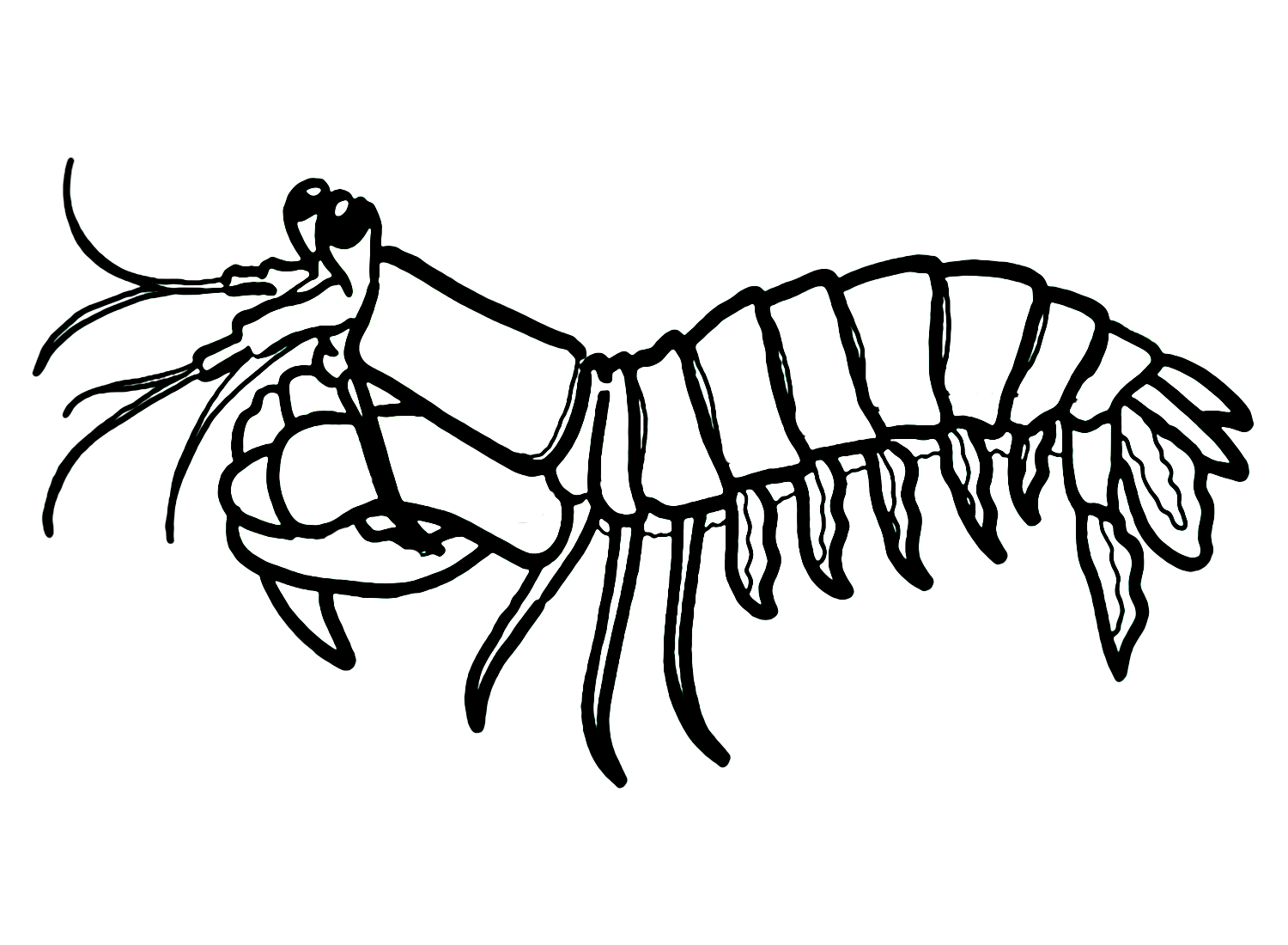 Camarón Mantis imprimible de Camarón Mantis