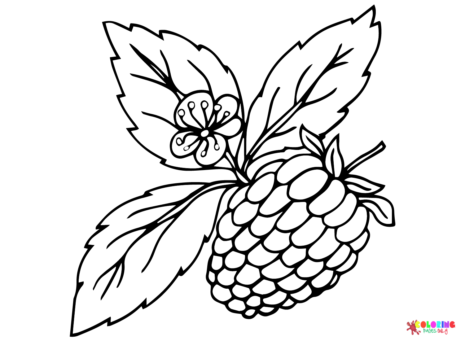 Raspberry Images Coloring Page