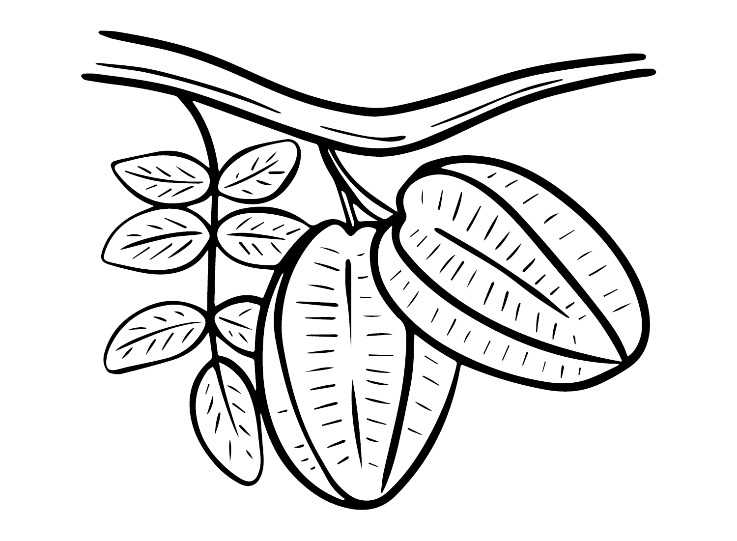 Starfruit Branch Coloring Page