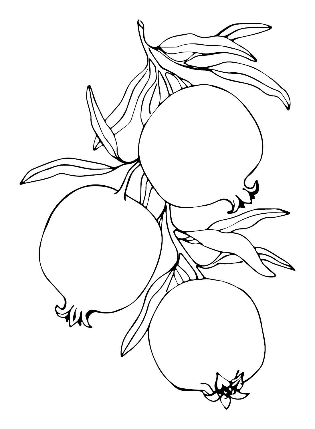 Three Pomegranates Coloring Page