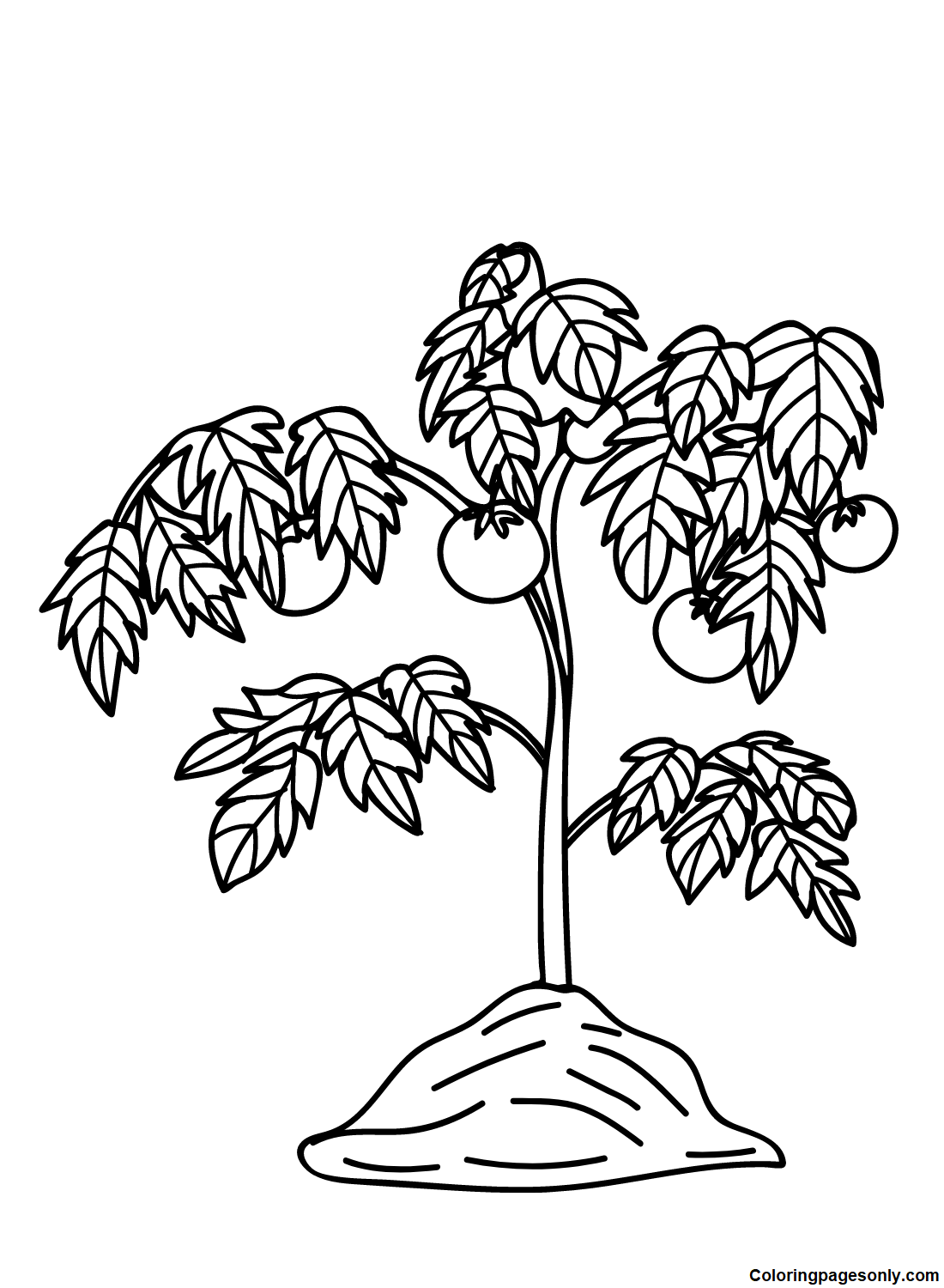 Tomato Plant Coloring Pages