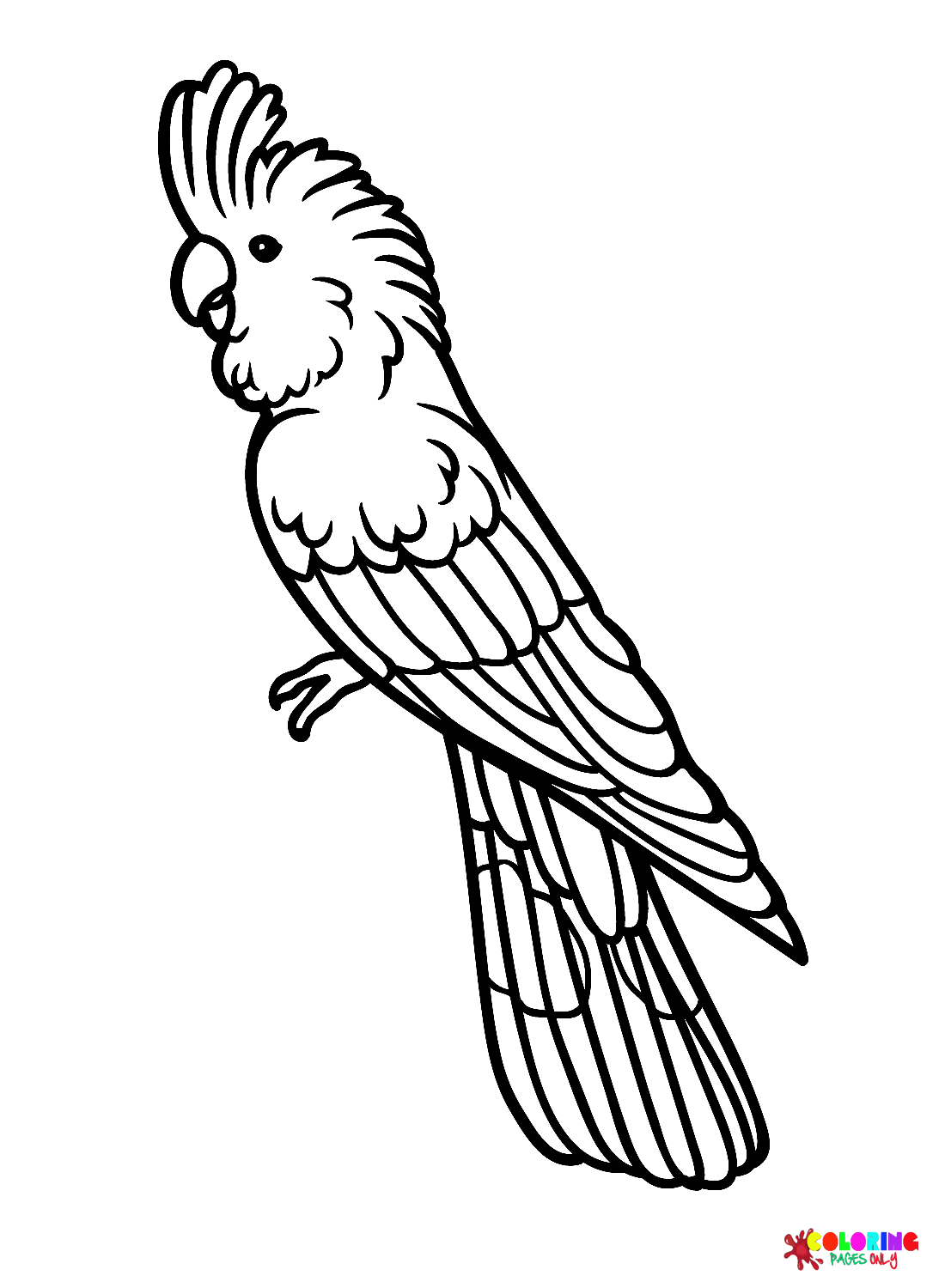 Magnifique cacatoès de Cockatoo