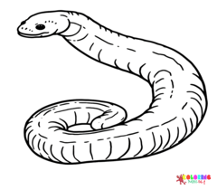 Caecilian Coloring Pages