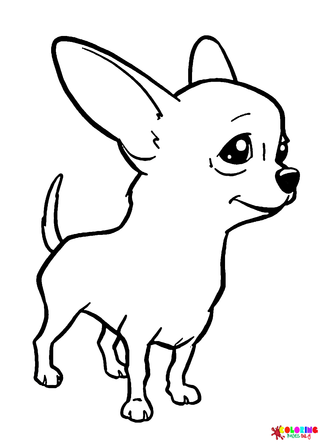 Süßer Chihuahua-Hund aus Chihuahua