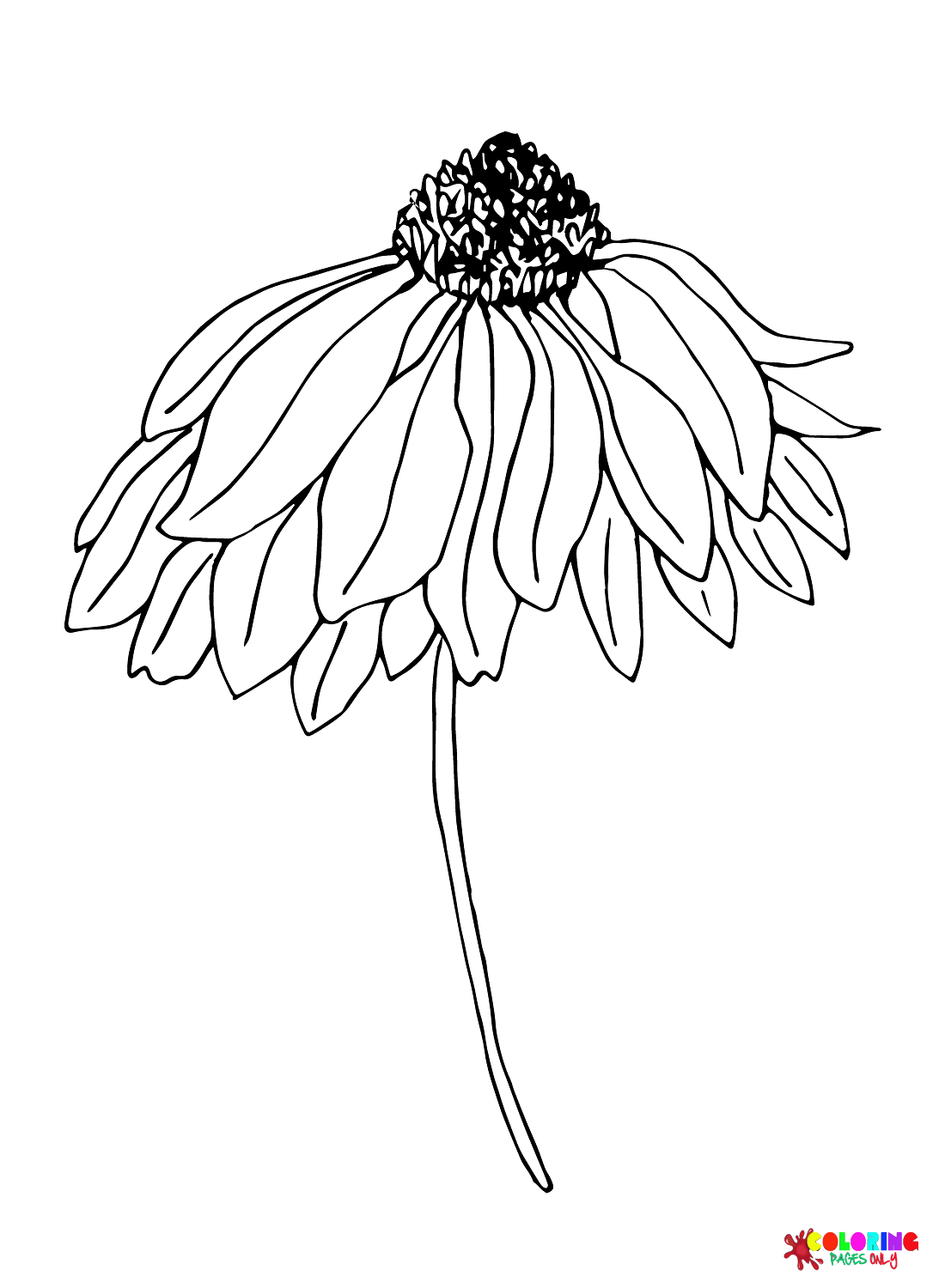 Daisy Flower Free Coloring Page