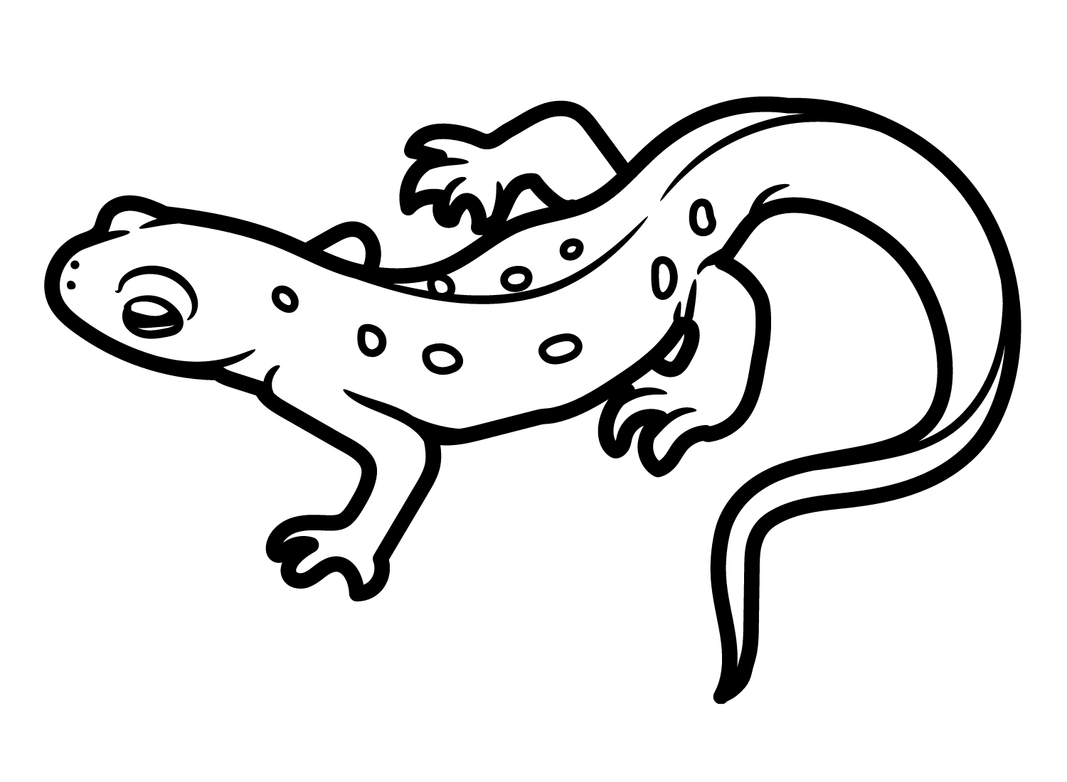 Eastern Newt Coloring Page Free Printable Coloring Pages Eastern Newt Coloring Page Free Printable Coloring Pages