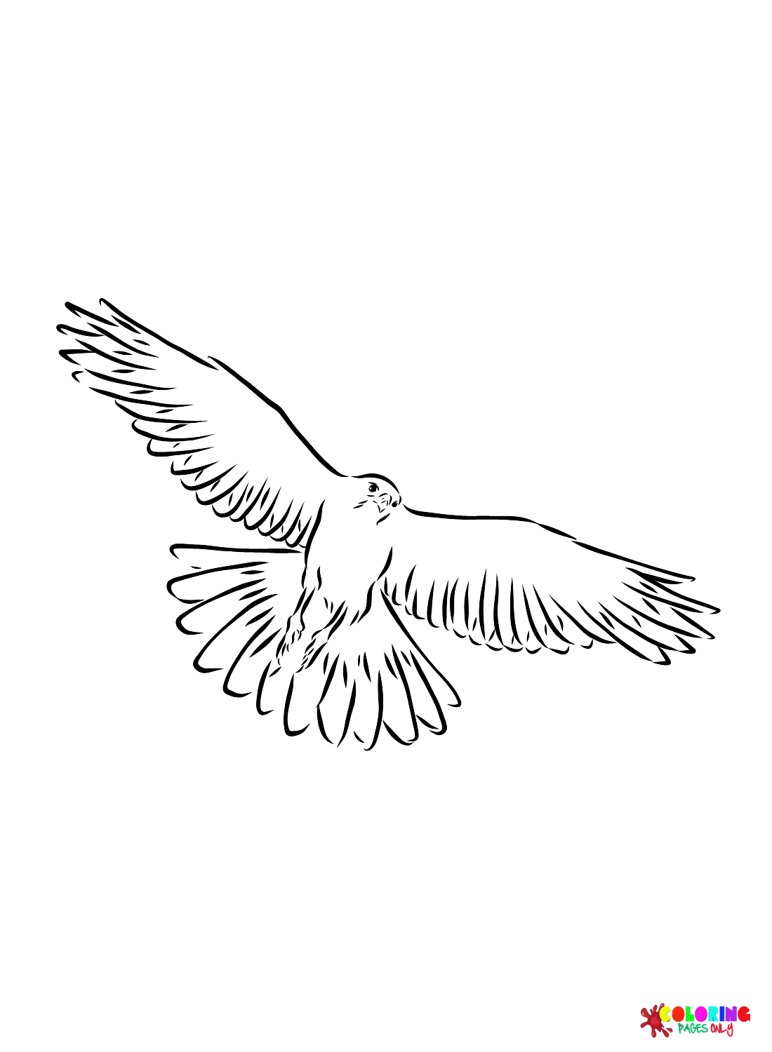 Falcon-Bilder von Falcon