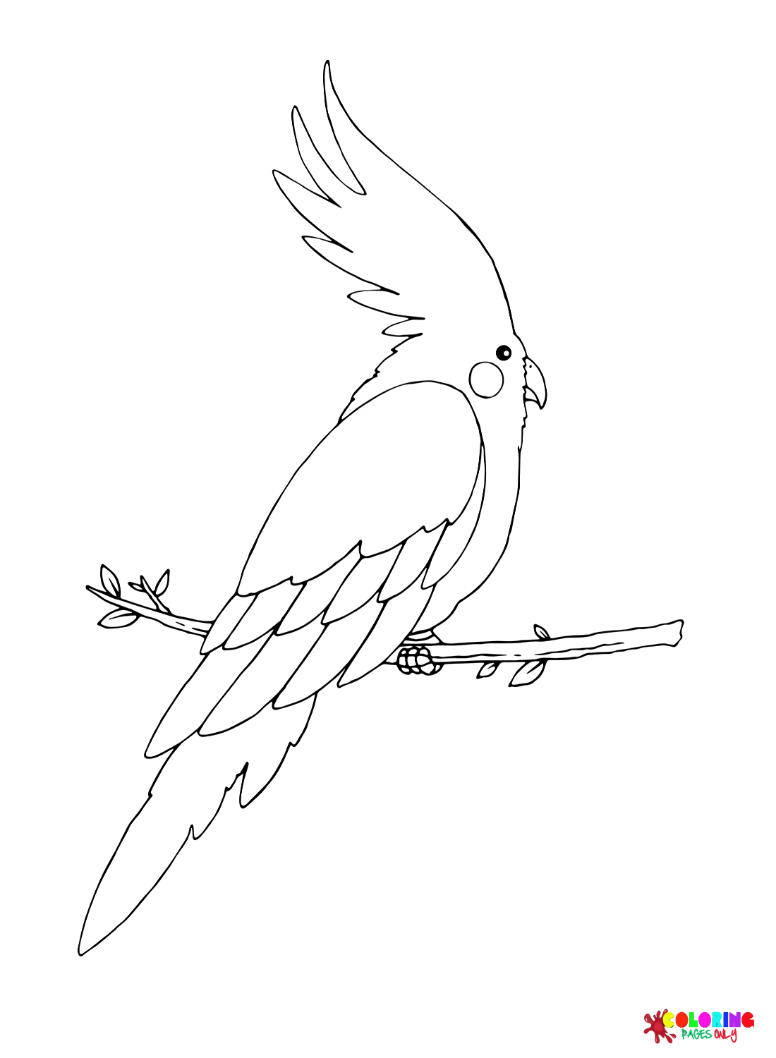 Oiseau cacatoès gratuit de Cockatoo