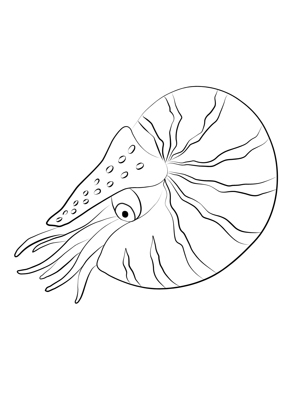 Бесплатная распечатка Наутилуса от Nautilus