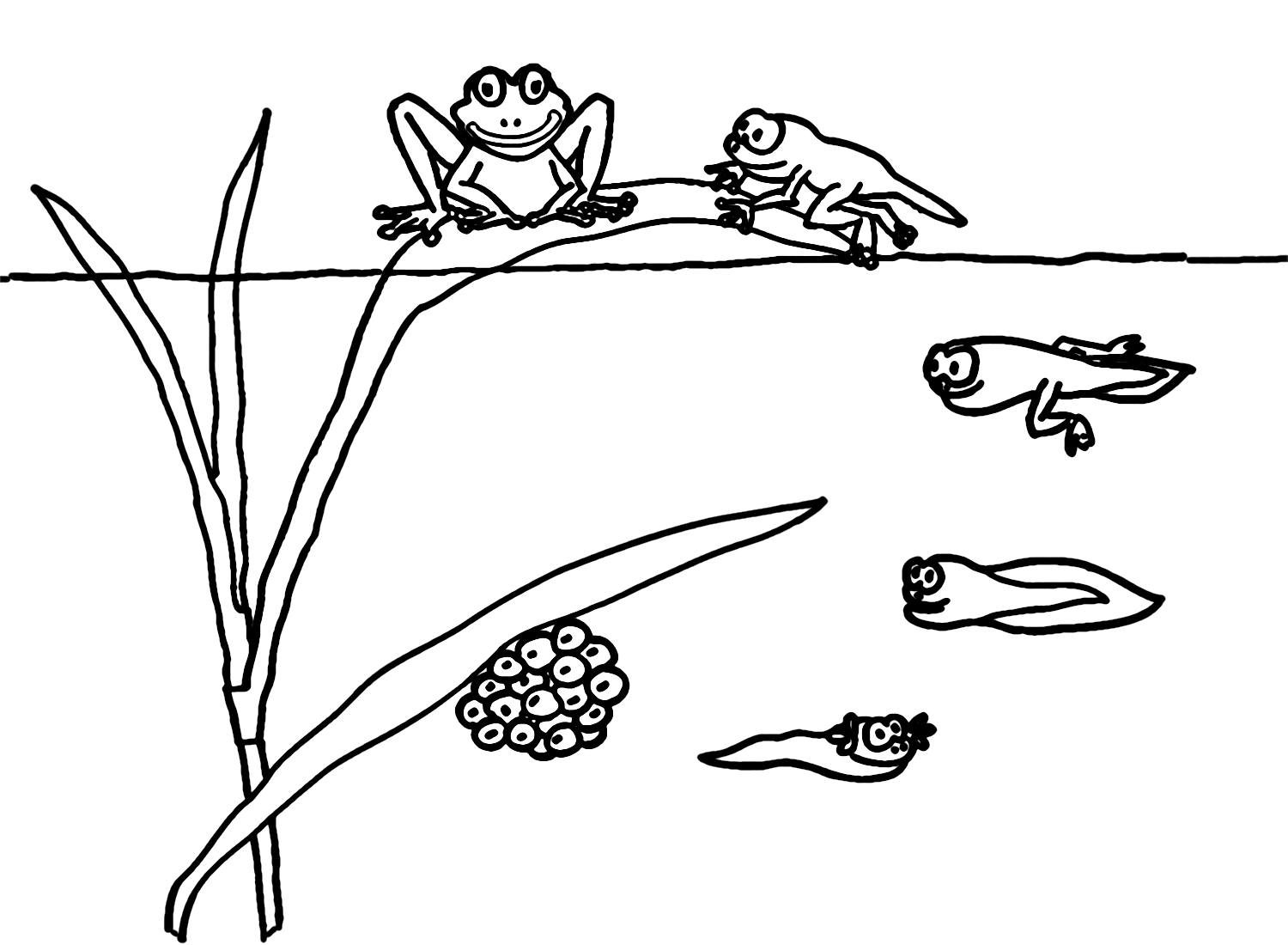Lebenszyklus der Froschkaulquappe von der Kaulquappe