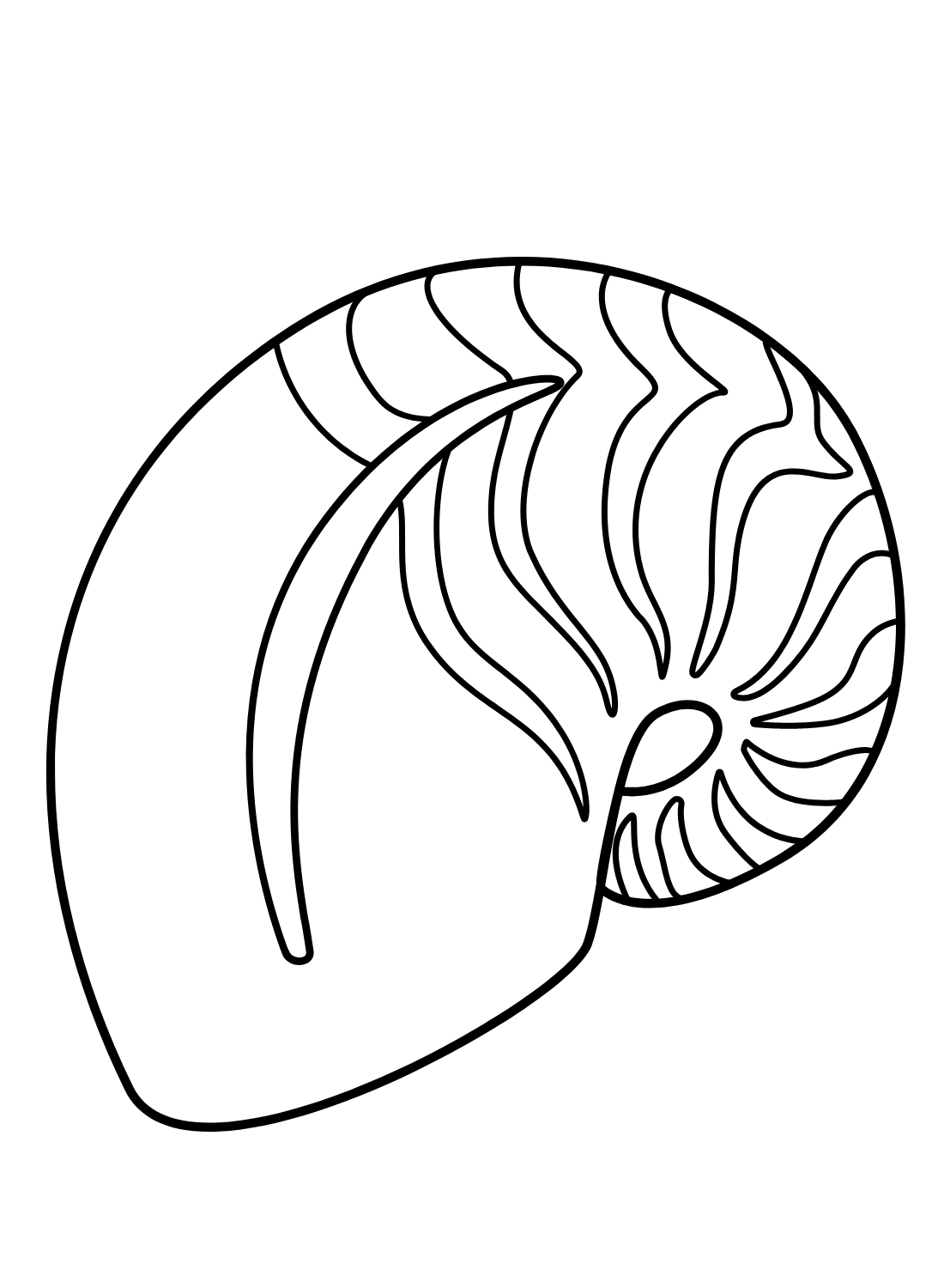 Imagens Nautilus de Nautilus