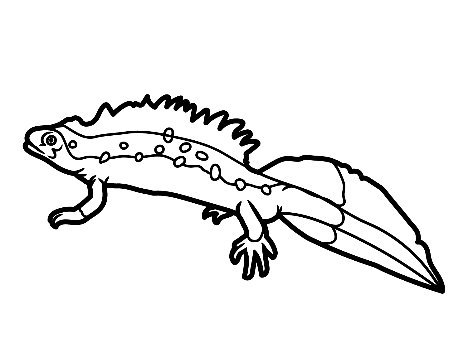 Images Newt Coloring Pages