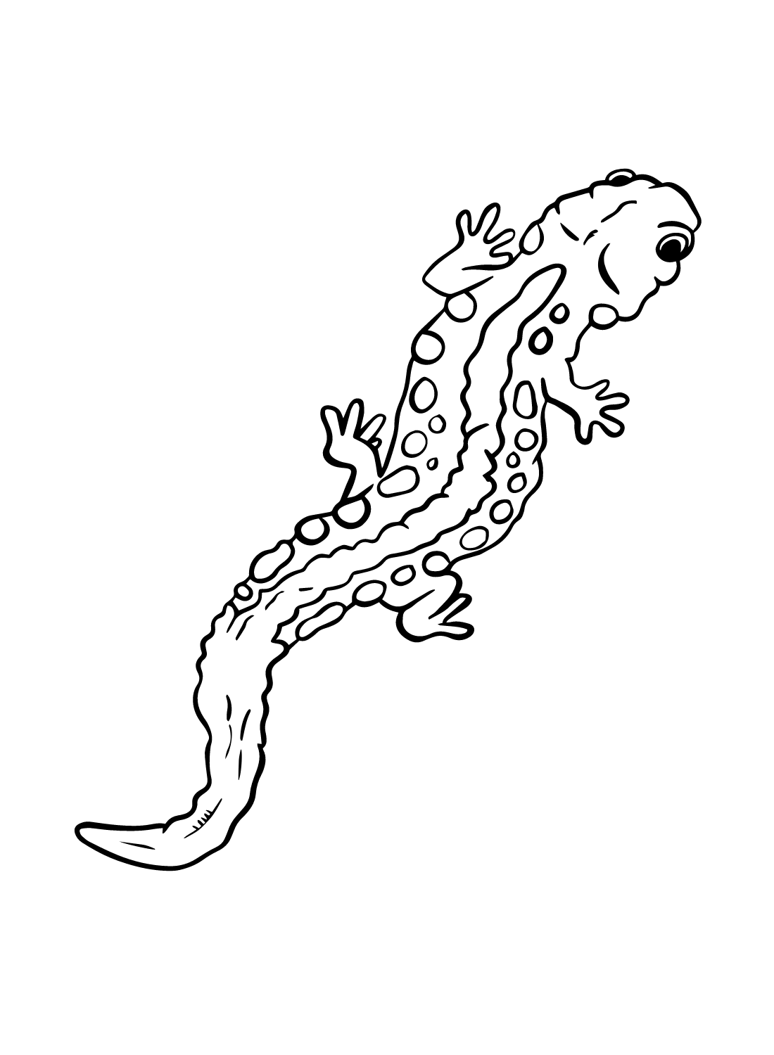 Images Salamander Coloring Page