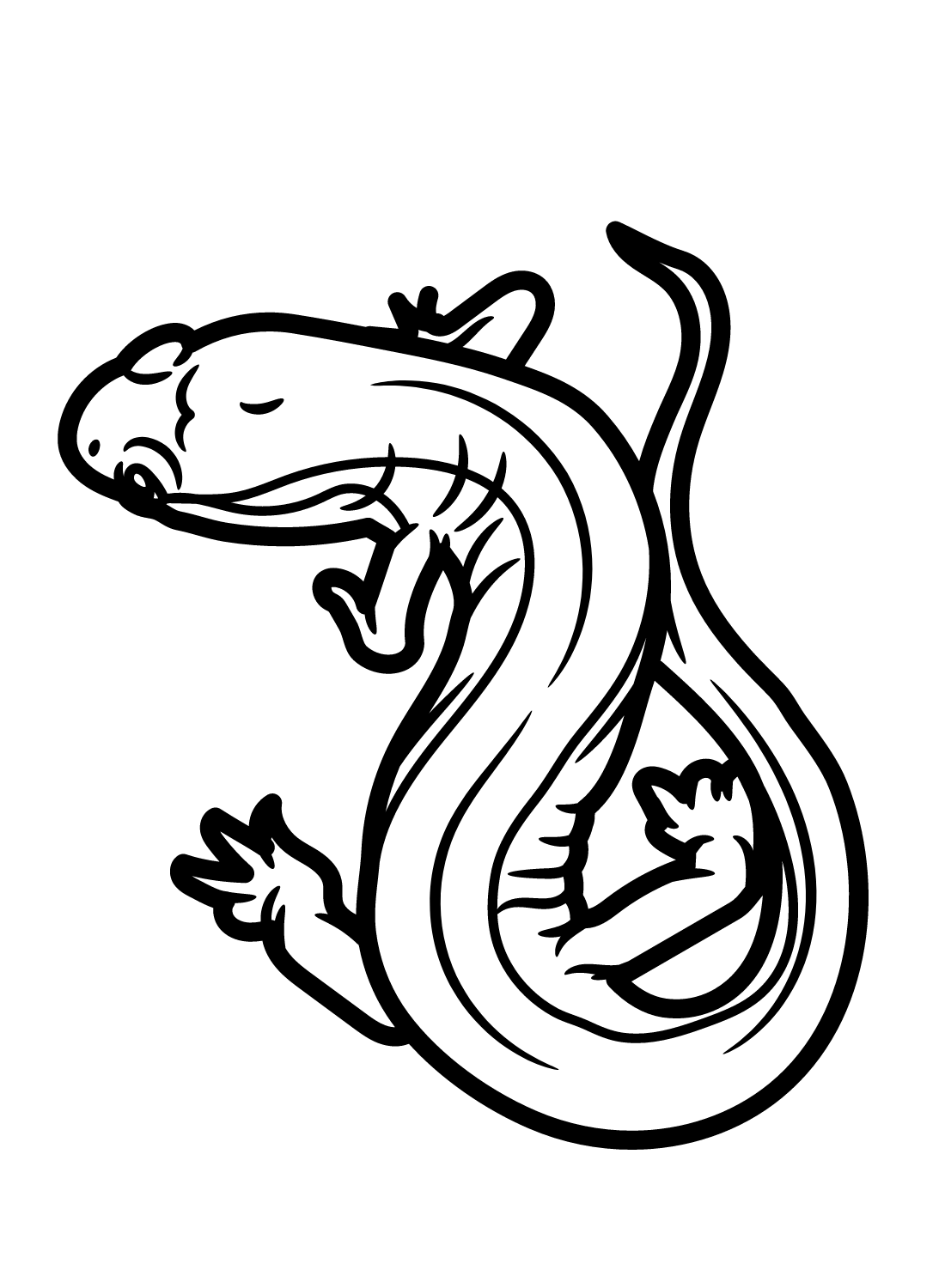 Junaluska Salamander Coloring Page