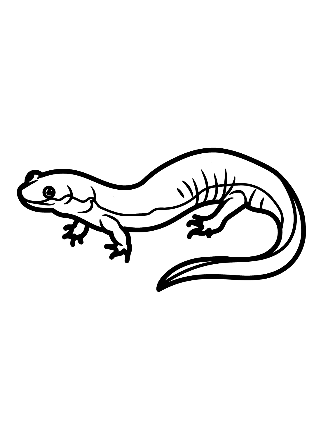 Moddersalamander van Salamander