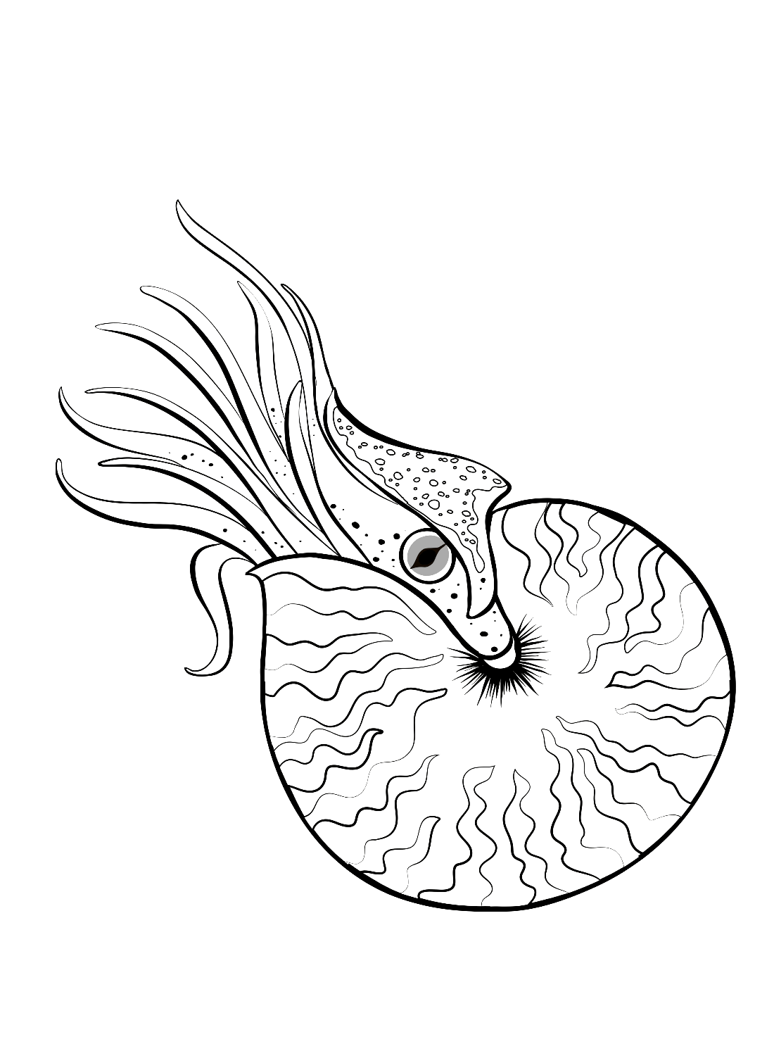 Nautilus para imprimir do Nautilus