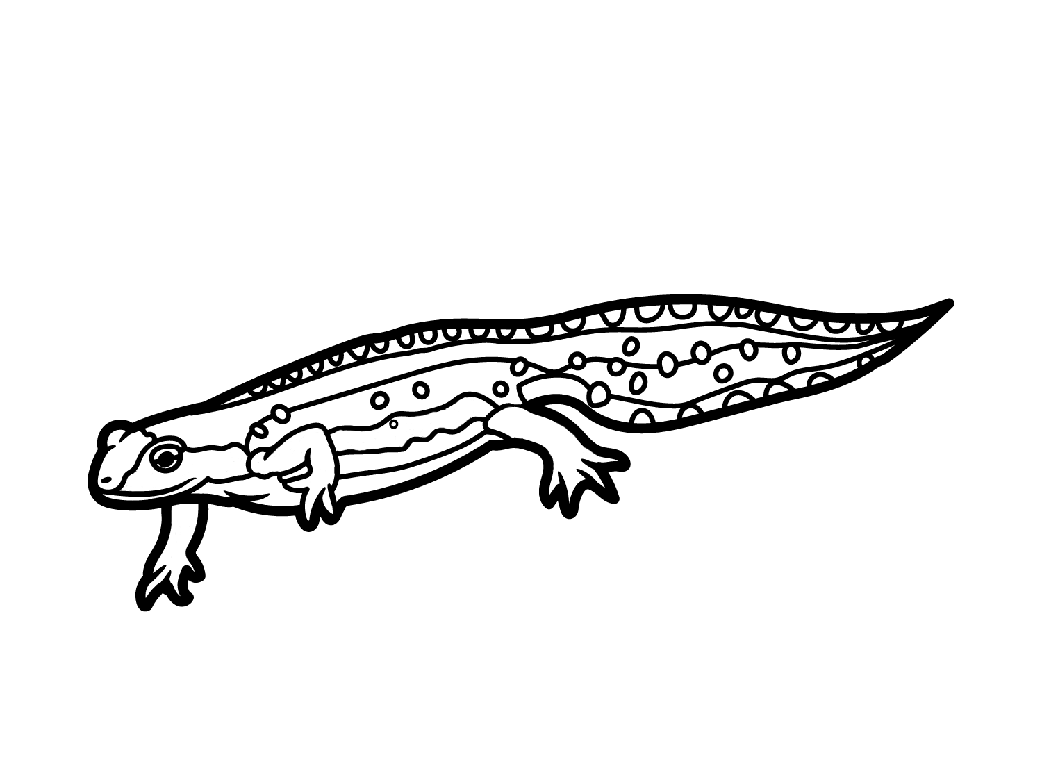 Newt Pictures Coloring Page