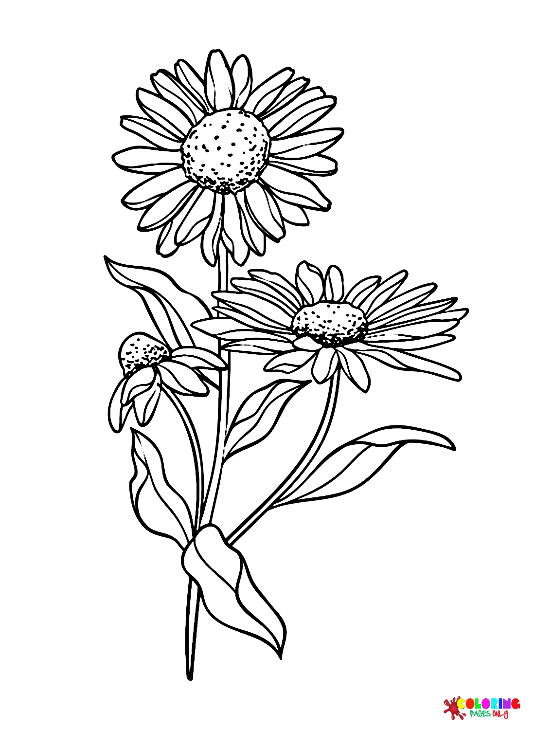 Printable Daisy Flowers Coloring Page