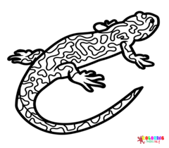 Salamander Coloring Pages