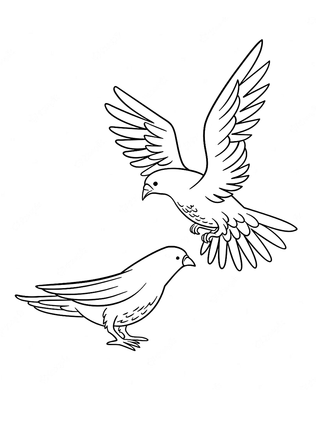 A dove couple Coloring Page