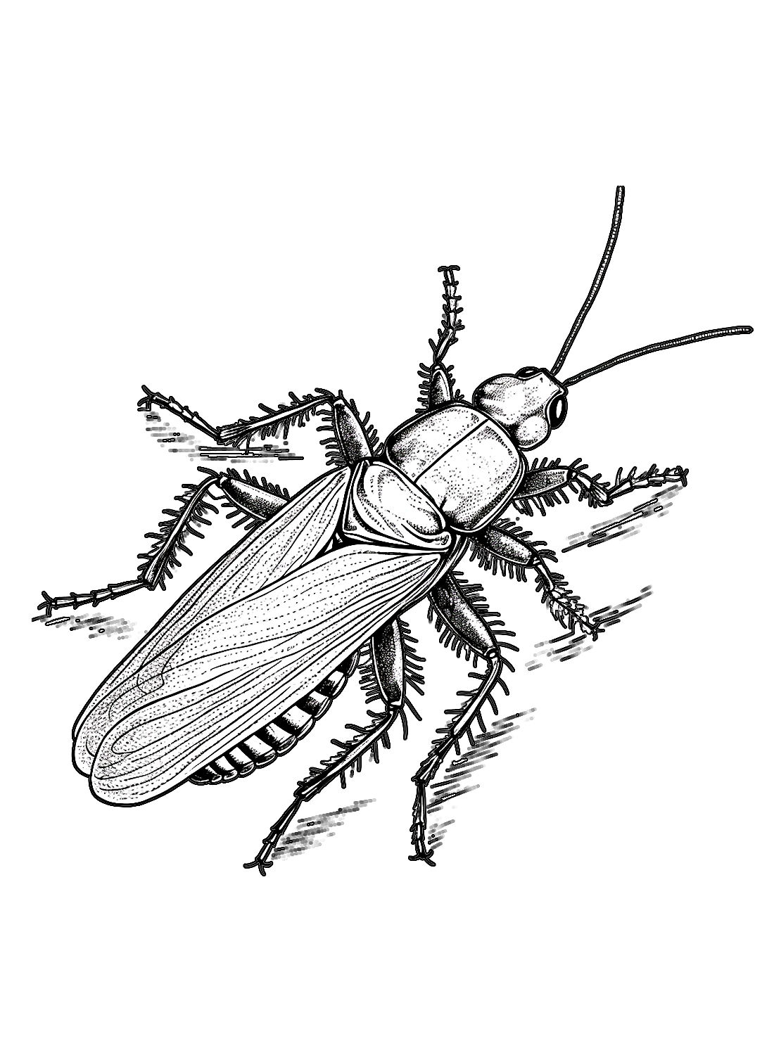 Een elastische Kakkerlak van Cockroach