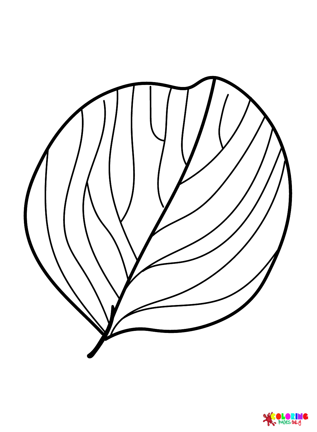 Alder Leaf from Leaves