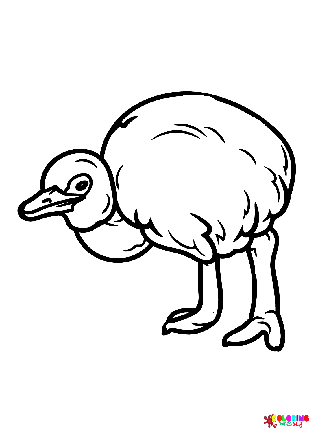 Bebé avestruz de avestruz